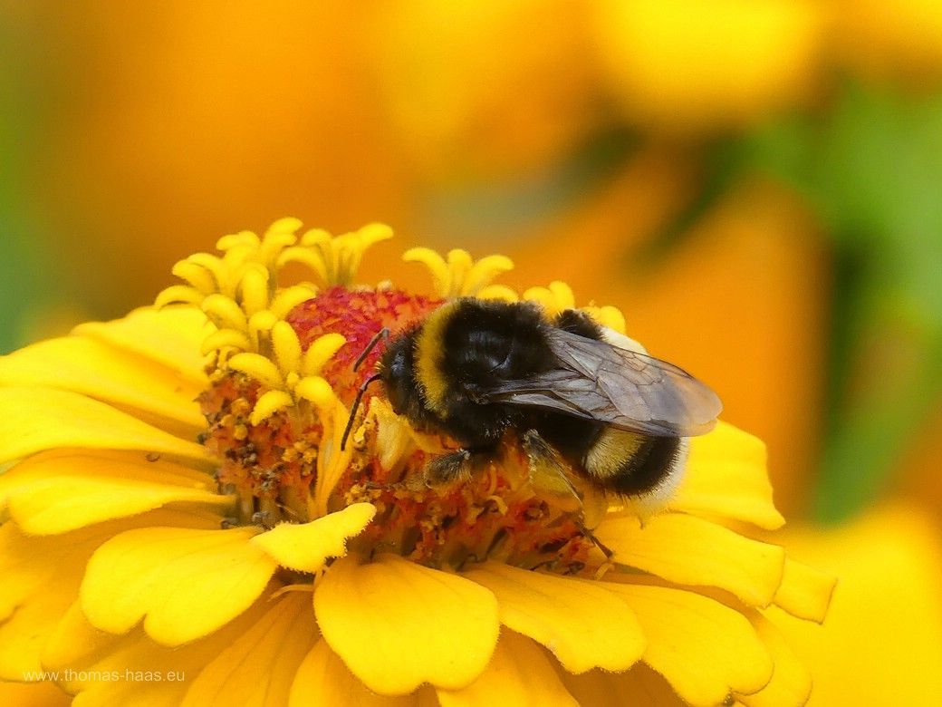 Biene auf Blüte...