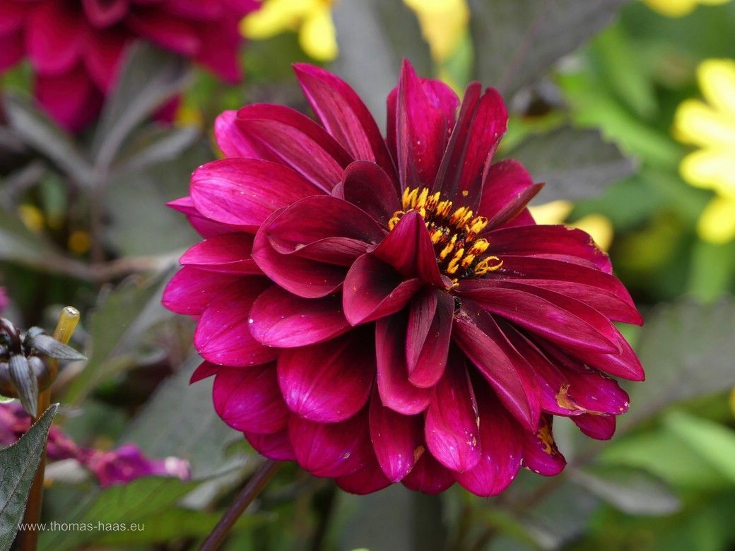 Dahlienparade auf der LGS Wangen, 2024 Dahlienparade auf der LGS Wangen, 2024