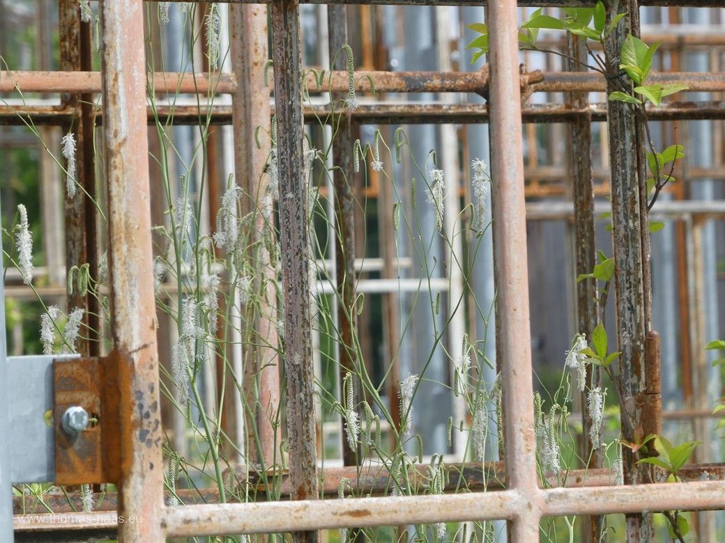 Ein Motiv des Fenstergartens der LGS Wangen, 2024 Der FoWaTec-Fenstergarten mit alten Fenstern der Spinnerei ERBA