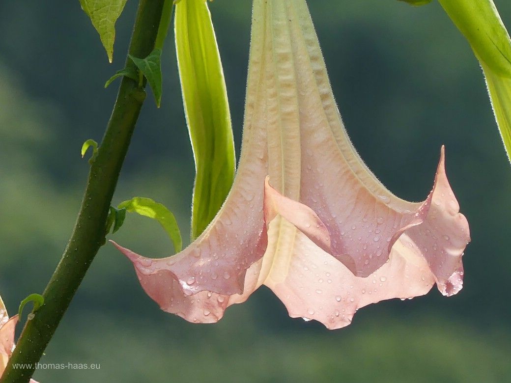 Eine Engelstrompete im Pflanzkübel... Eine Engelstrompete im Pflanzkübel...