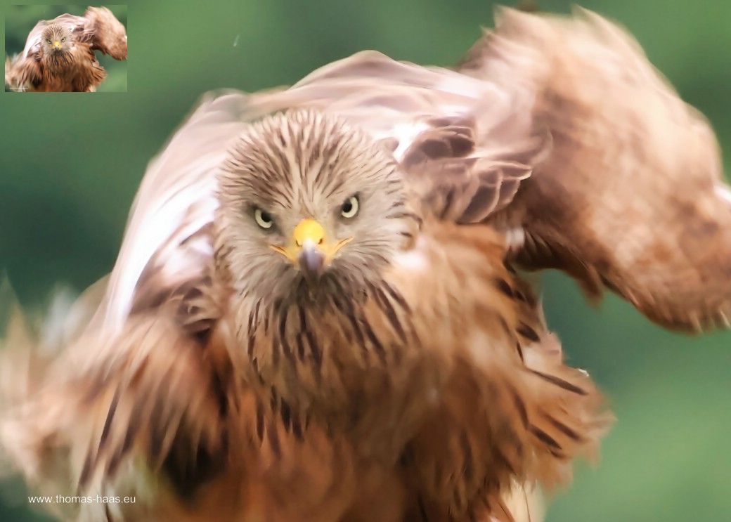 Milan in der Vergrößerung