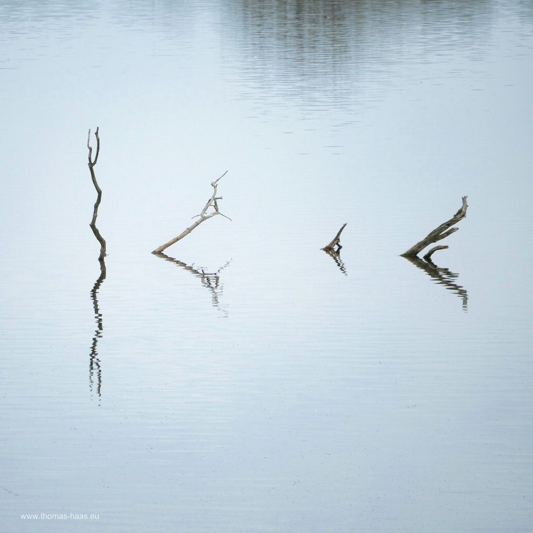 Minimalismus, Zweige und Geäst mit Spiegelung, Geltinger Birk, August 2025 Minimalismus, Zweige und Geäst mit Spiegelung, Geltinger Birk, August 2025