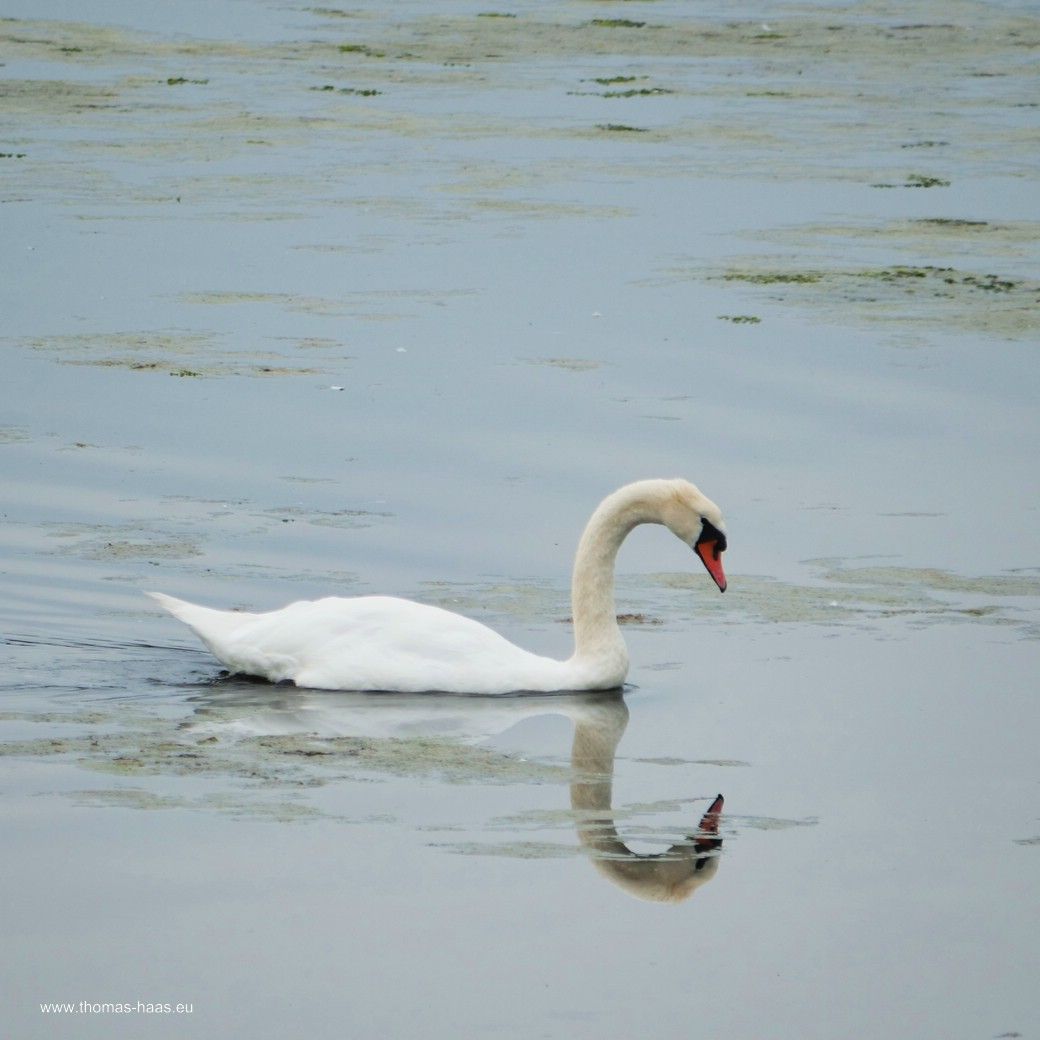 Schwan in der Geltinger Birk, August 2025 Schwan in der Geltinger Birk, August 2025