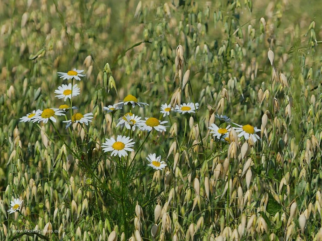 Hundskamille im Haferfeld... Hundskamille im Haferfeld...