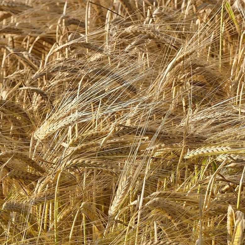 Gerstenfeld... Gerstenfeld...