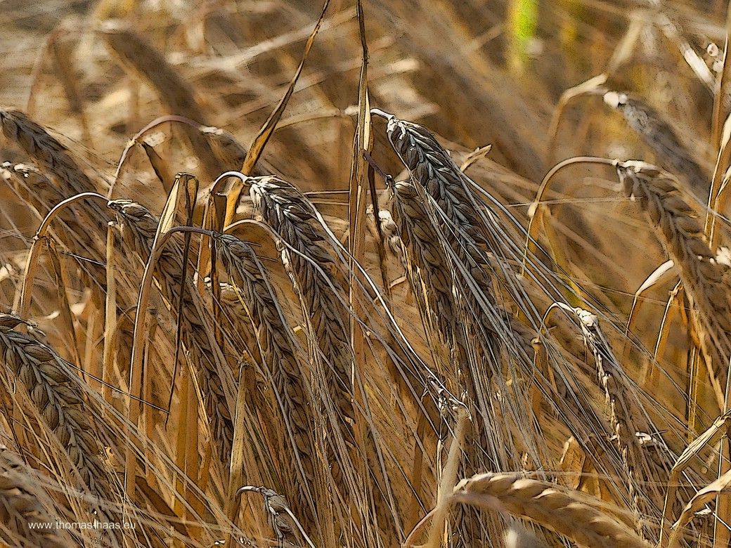 goldfarbenes Roggenfeld... goldfarbenes Roggenfeld...