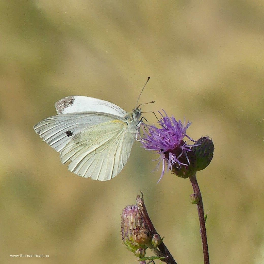 Ein „Kleiner Kohlweißling“... Ein „Kleiner Kohlweißling“...