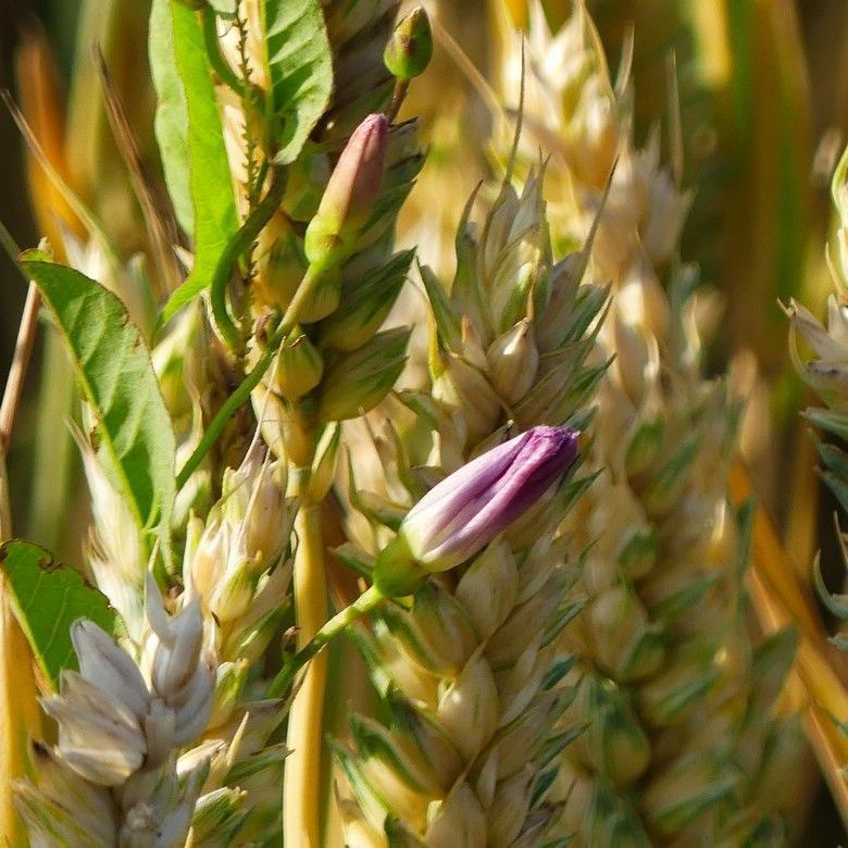 Ackerwinde im Weizenfeld... Ackerwinde im Weizenfeld...
