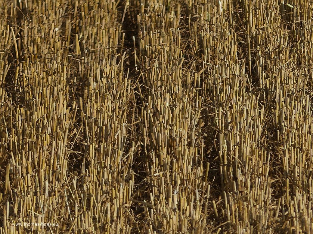 Stoppelfeld, der Mähdrescher ist durch... Stoppelfeld, der Mähdrescher ist durch...