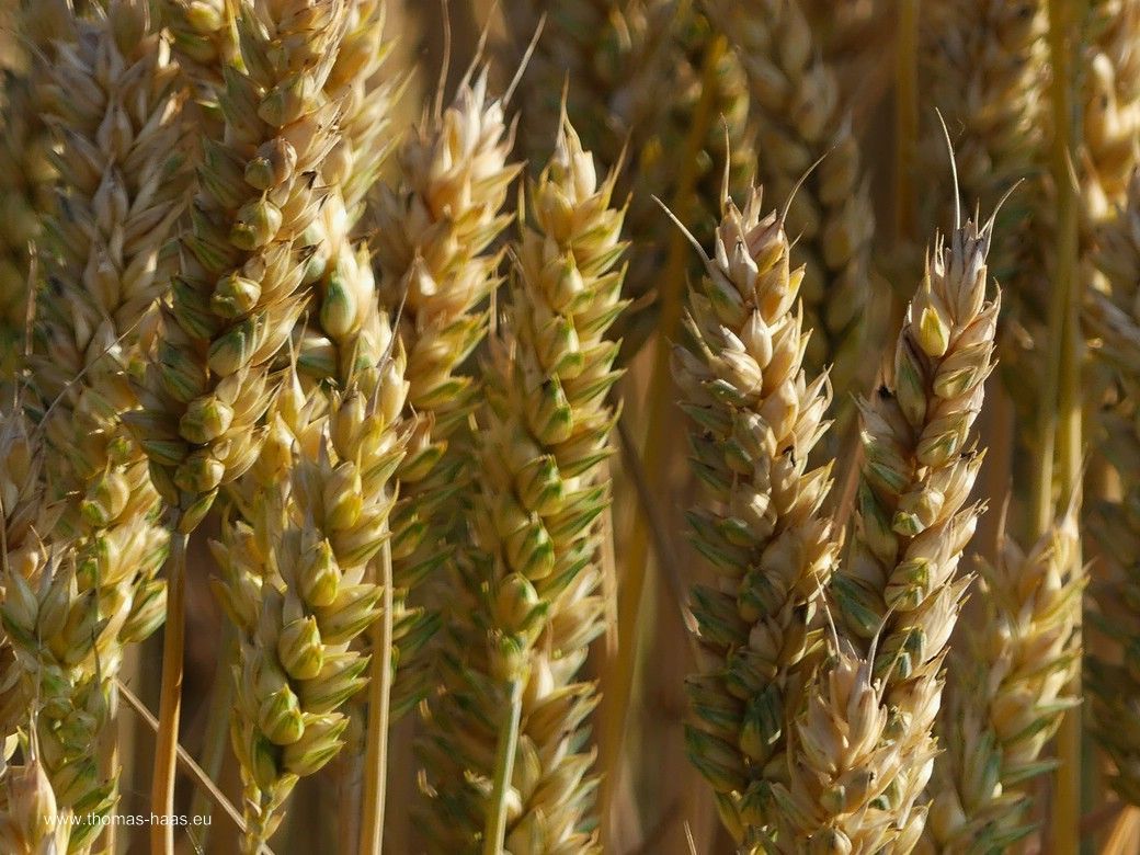 Weizen auf dem Feld... Weizen auf dem Feld...