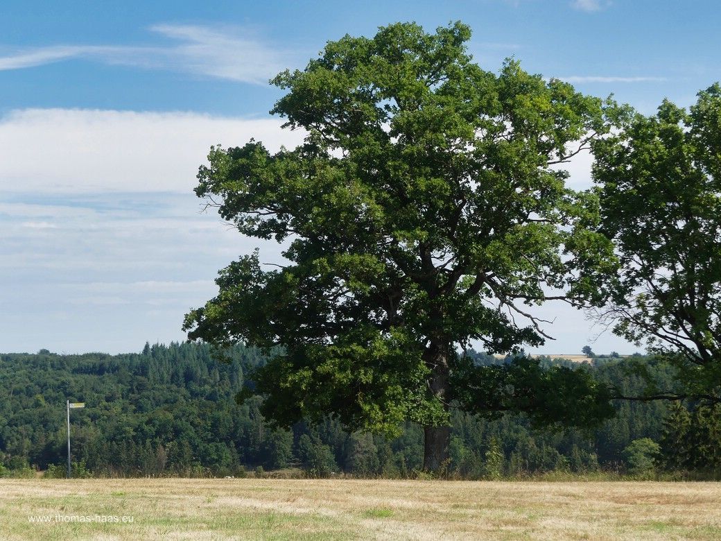 Der „Stammbaum“ im Sommer... Der „Stammbaum“ im Sommer...
Die Eiche am Wegesrand im Sommerkleid.