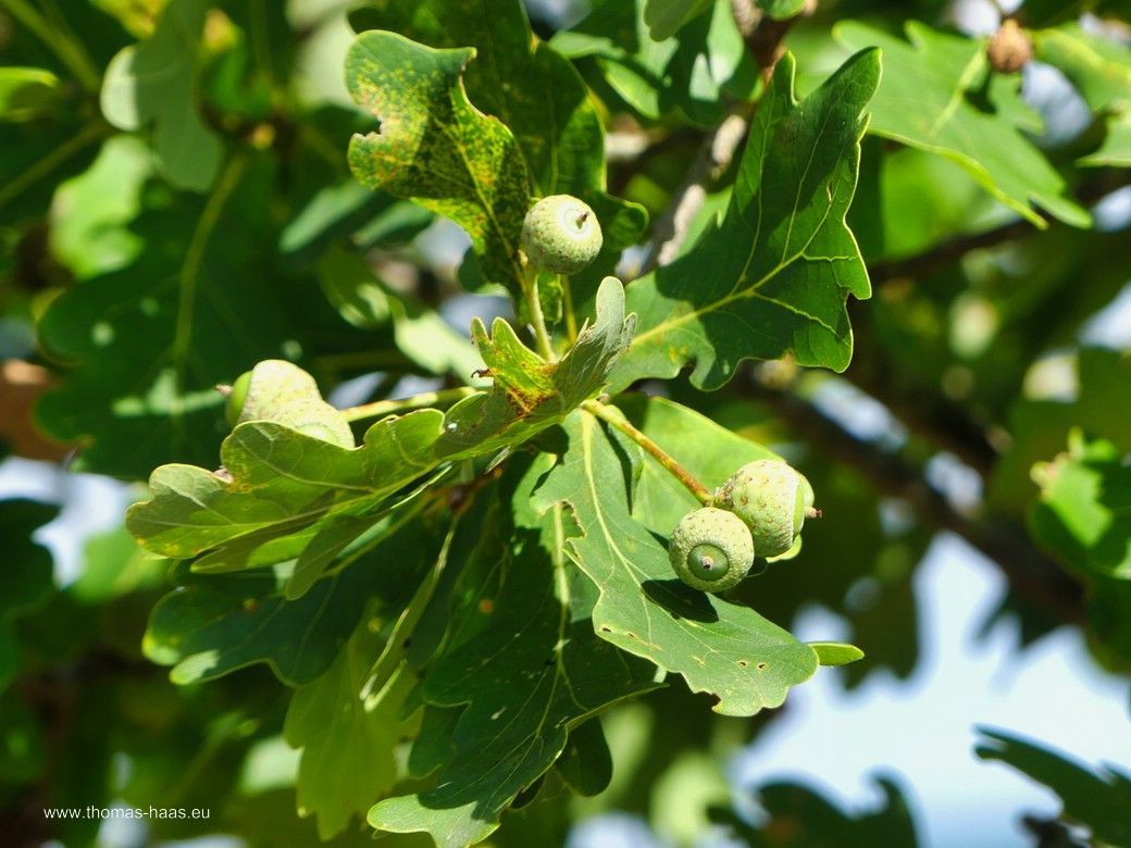 Die Eicheln im Fruchtbecher... Die Eicheln im Fruchtbecher...