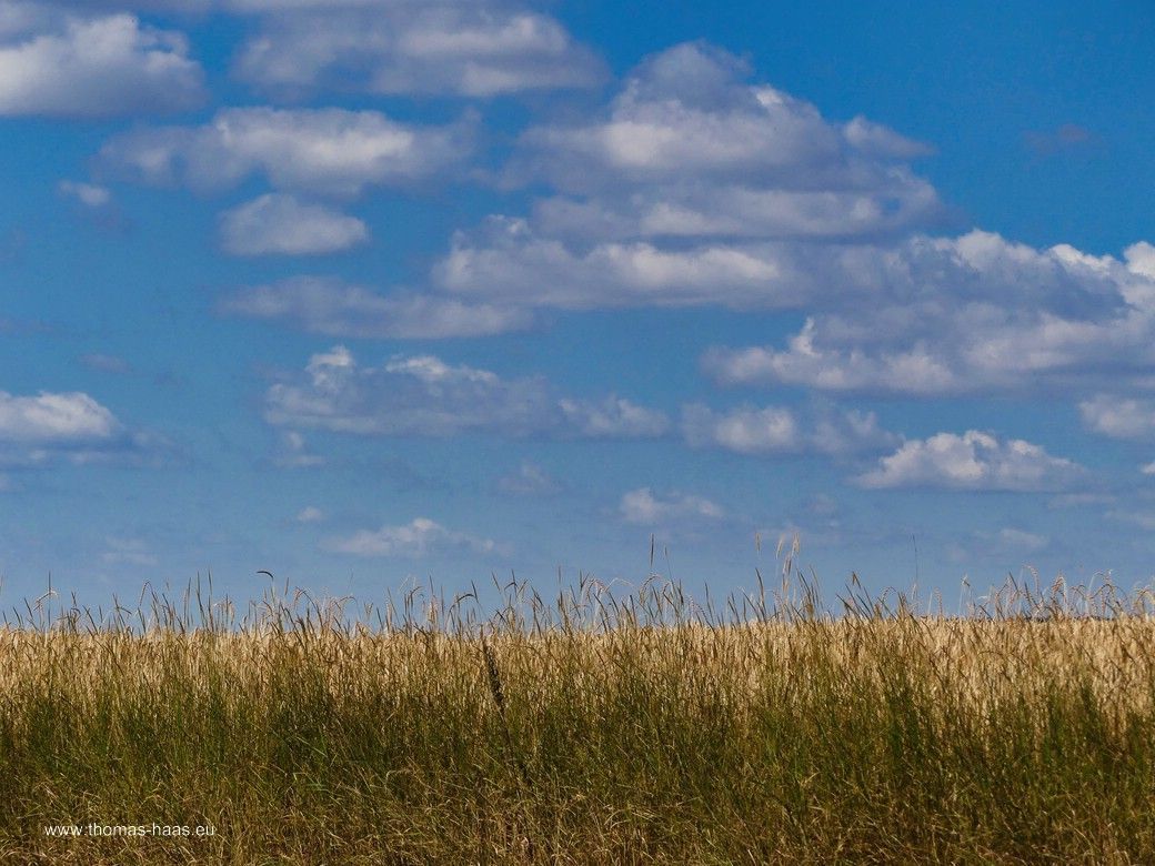 Dinkelfeld und blau-weißer Himmel, 2025 Dinkelfeld und blau-weißer Himmel, 2025