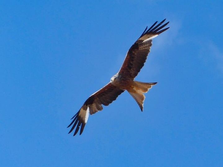 Rotmilan, 2025 Rotmilan, 2025