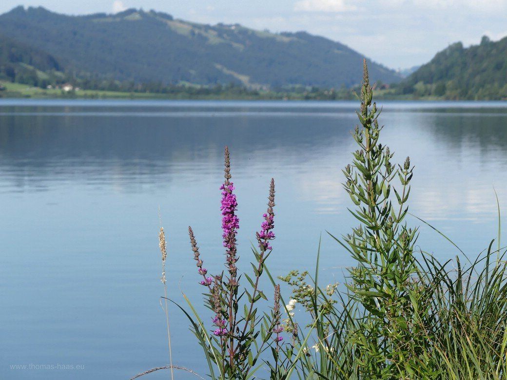 Wanderung um den Alpsee, Sommer 2020 Wanderung um den Alpsee, 2020