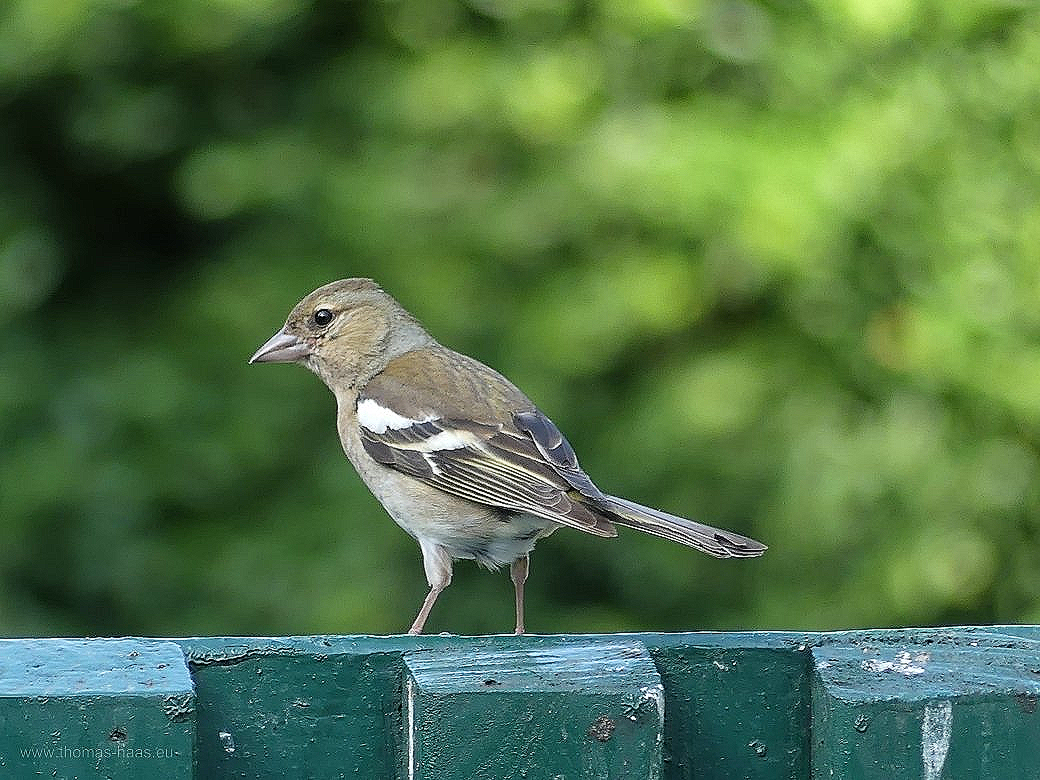 Spatz auf Gartenzaun, 2021 Auch eine Art Zaunkönig...