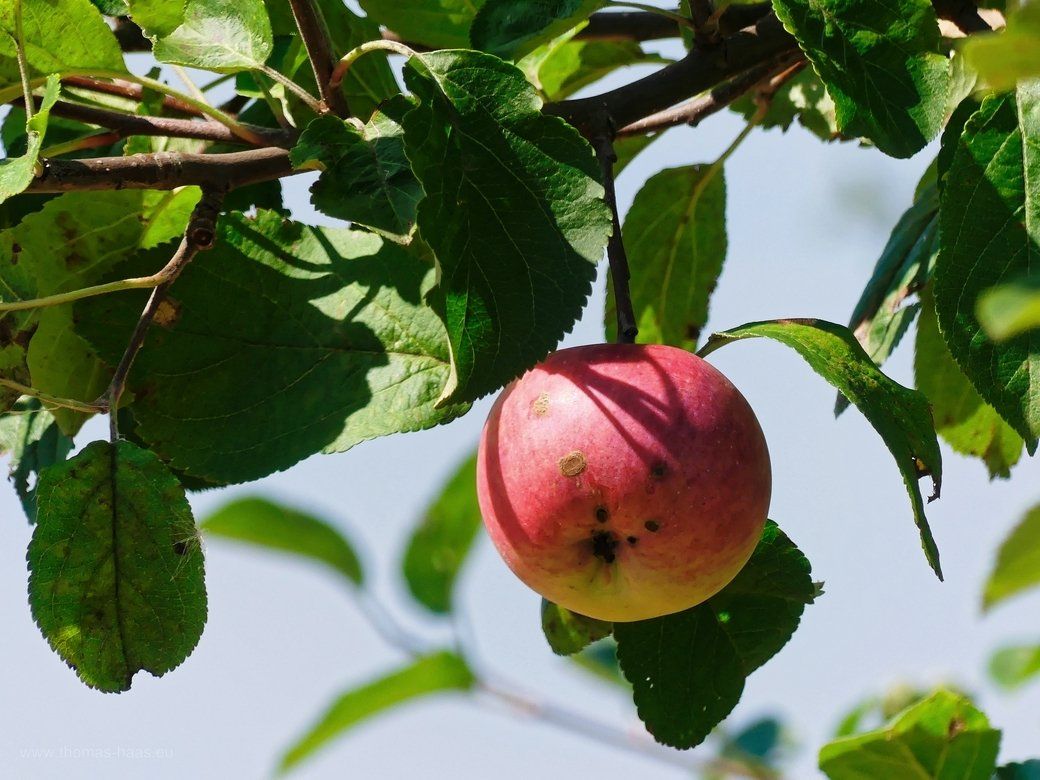 Mostobst, Apfel, August 2022 Mostobst, Apfel, August 2022