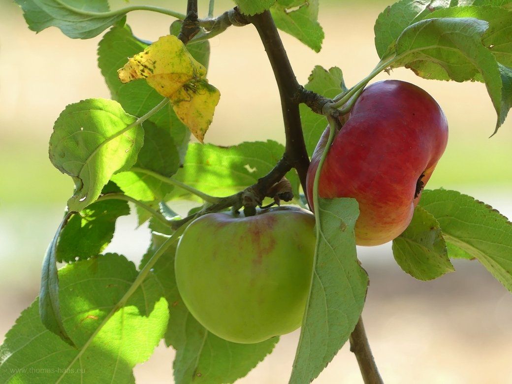 Mostobst am Straßenrand, August 2022 Bild des Monats, Oktober 2022, Mostobst am Straßenrand