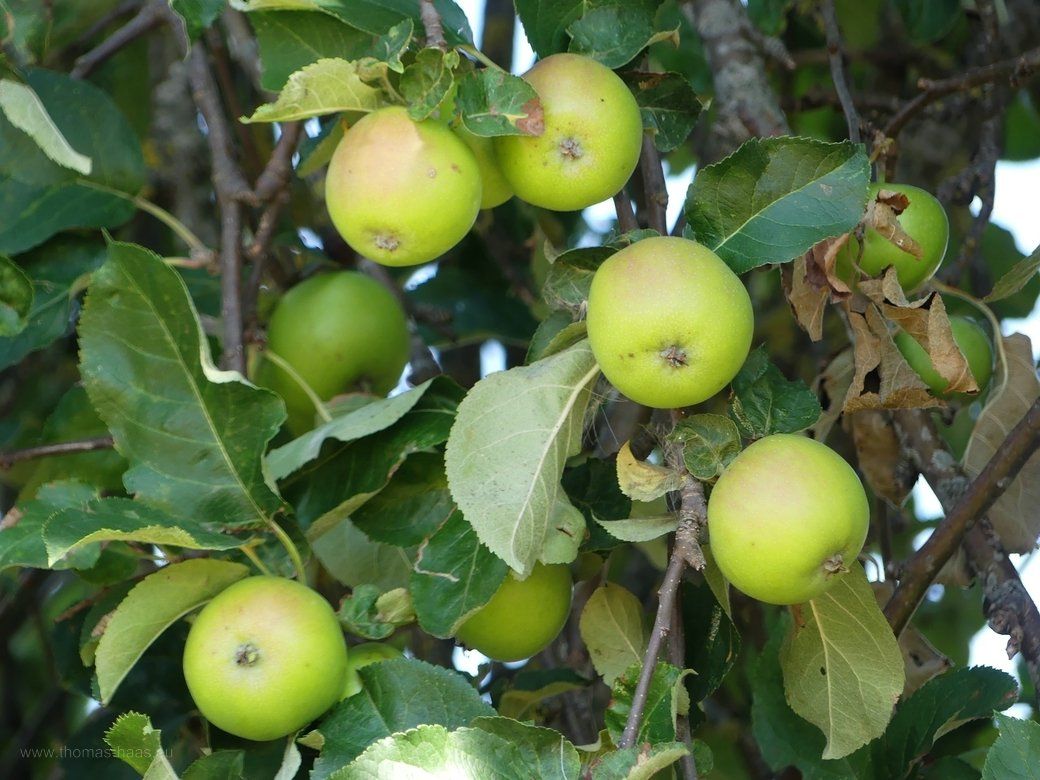 Die Äpfel am Nachbarsbaum, August 2022 Die Früchte am Nachbarsbaum, August 2022