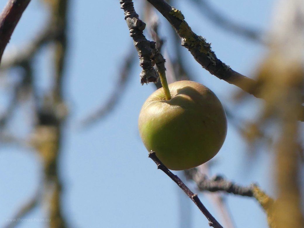 Das Bäumchen im August 2022 Ich konnte nur dieses Äpfelchen entdecken...
