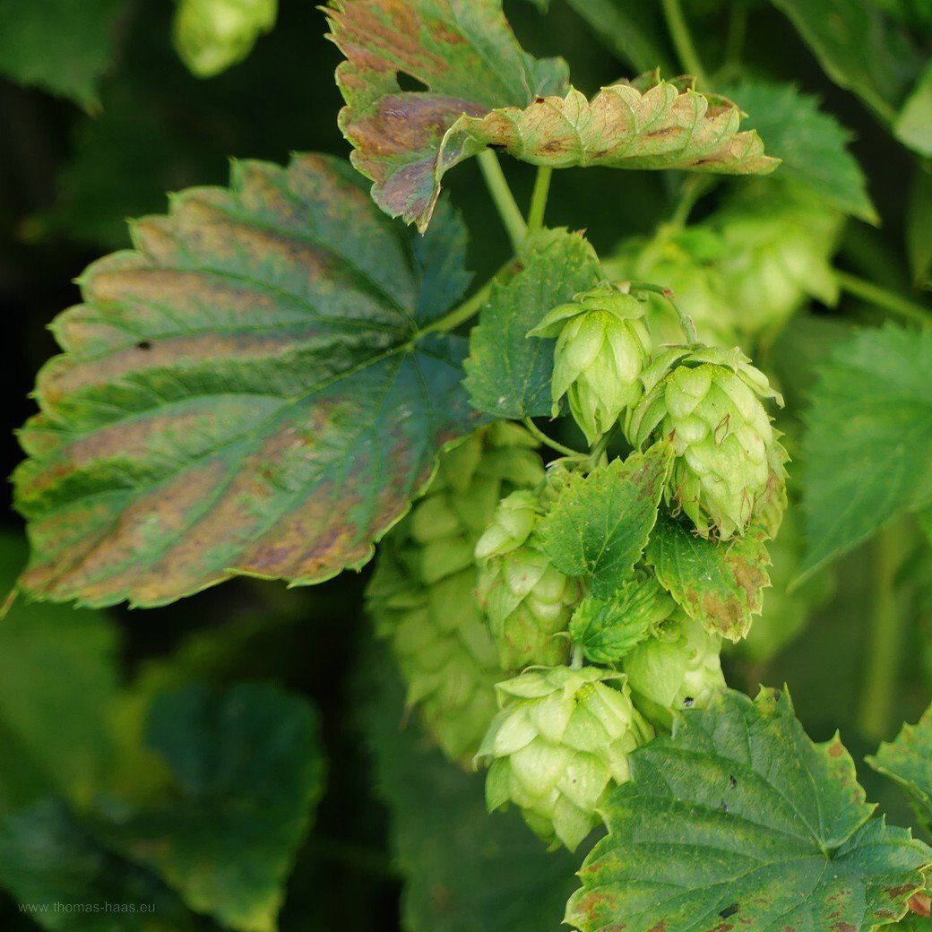 Mein Hopfen kurz vor der Ernte, August 2022 Mein Hopfen kurz vor der Ernte, August 2022