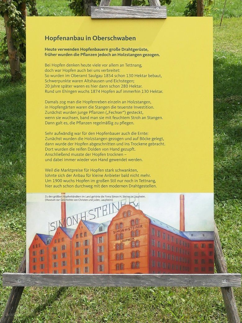 Hopfenanbau im Museumsdorf Kürnbach Hopfenanbau im Museumsdorf Kürnbach