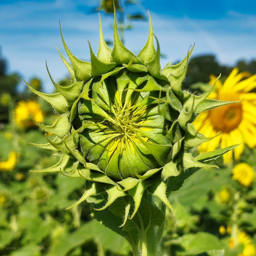 Smartphone-Bild der Sonnenblumen, 2023 Sonnenblumen, mit dem Smartphone aufgenommen, trotzdem schön...