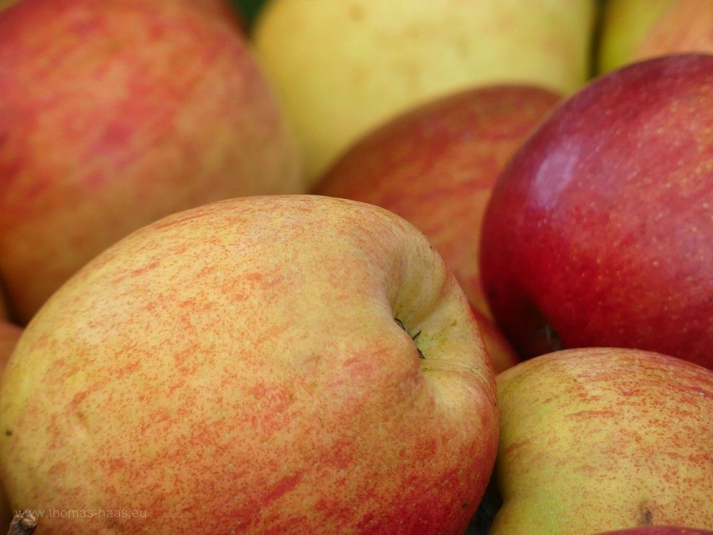 Äpfel in einer Auslage, 2023 Ein Korb mit gelbroten Äpfeln, 2023