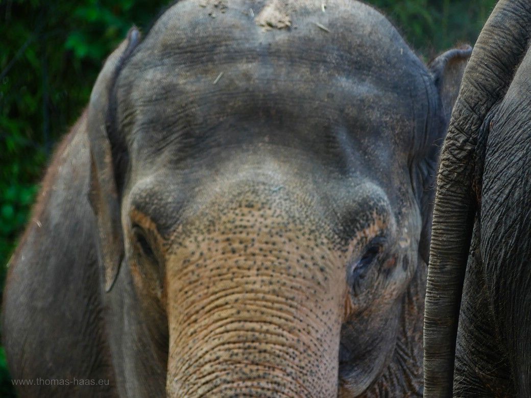 Die Marke Elefant funktioniert, auch eng beschnitten! Wilhelma 2023. Elefantenpuzzle, Körperteile mehrerer Elefanten auf einem Bild, Wilhelma Stuttgart 2023