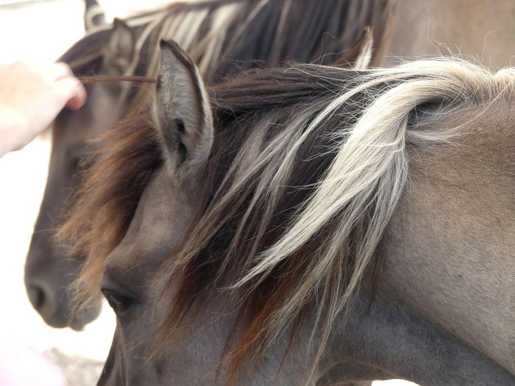 Pferdemähne, Wilhelma, 2023 Pferde in der Wilhelma, Mähne, 2023