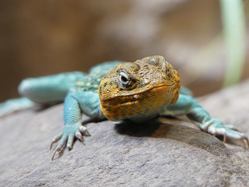 Echse im Terrarium in der Wilhelma, Stuttgart, 2023 Farbenfrohe Echse in der Wilhelma, neugieriger Blick, 2023