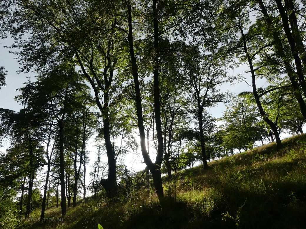 Laubwald auf dem Weg zur Hängeseilbrücke, mit Sonnenstrahlen, 2023 Landschaftsfotografie, Laubwald und Sonne - in der Hohen Schrecke, Thüringen, 2023