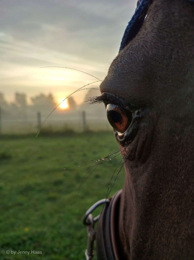 Sonnenaufgang zu Perde, © by Jenny Haas, 2024 Sonnenaufgang zu Pderde, © by Jenny Haas, 2024