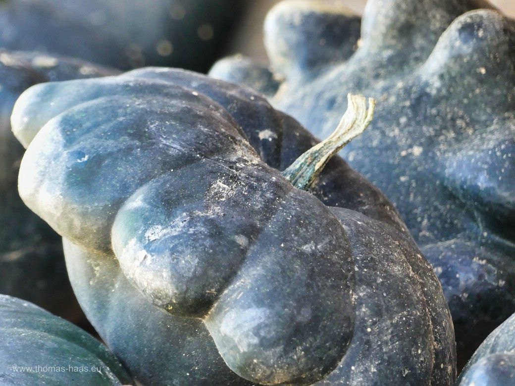 Kürbisse am Straßenrand warten auf Käufer! Kürbisse am Straßenrand warten auf Käufer!