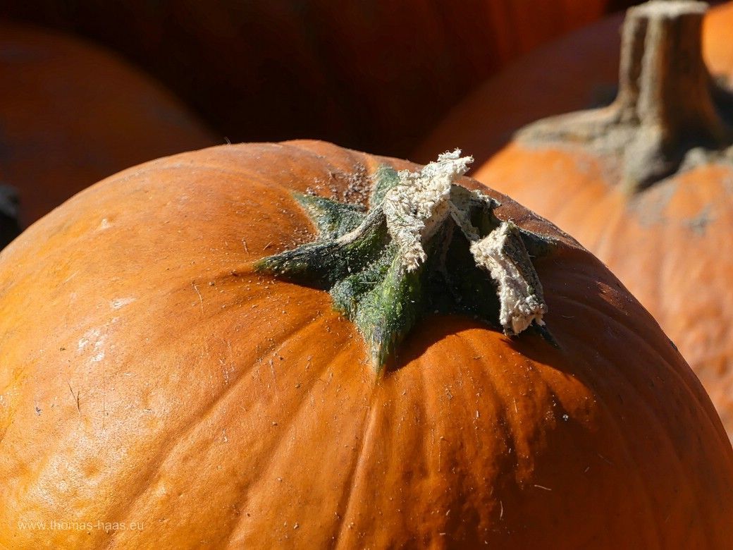 Kürbisse am Straßenrand warten auf Käufer! Kürbisse am Straßenrand warten auf Käufer!