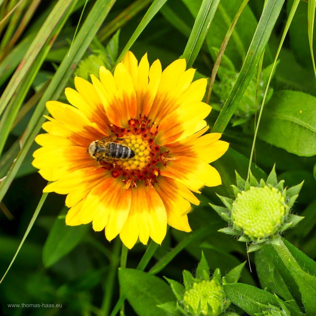 Kokardenblume mit Honigbiene Kokardenblume mit Honigbiene
