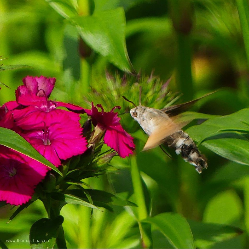 Taubenschwänzchen bei der Nekarsuche Taubenschwänzchen bei der Nekarsuche