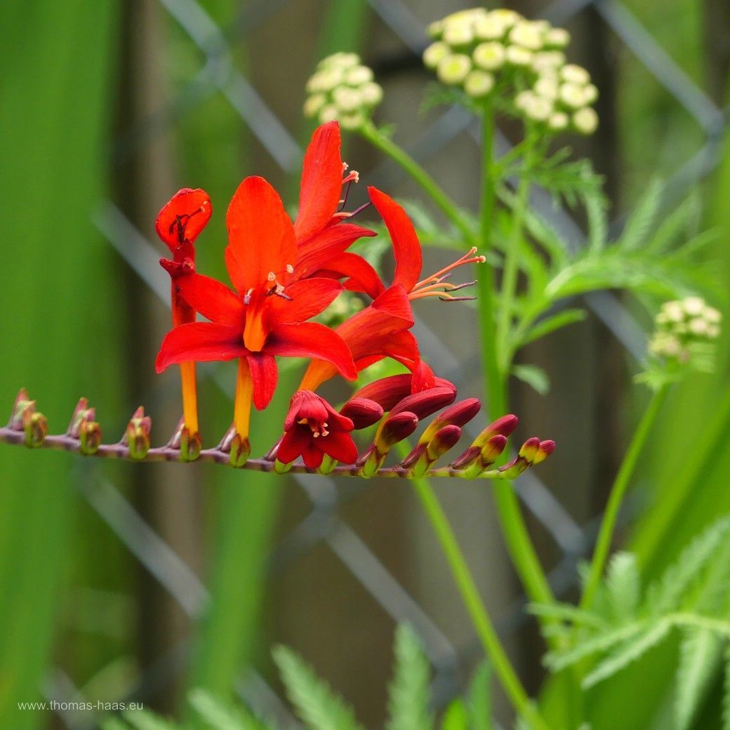 Montbretia Montbretia