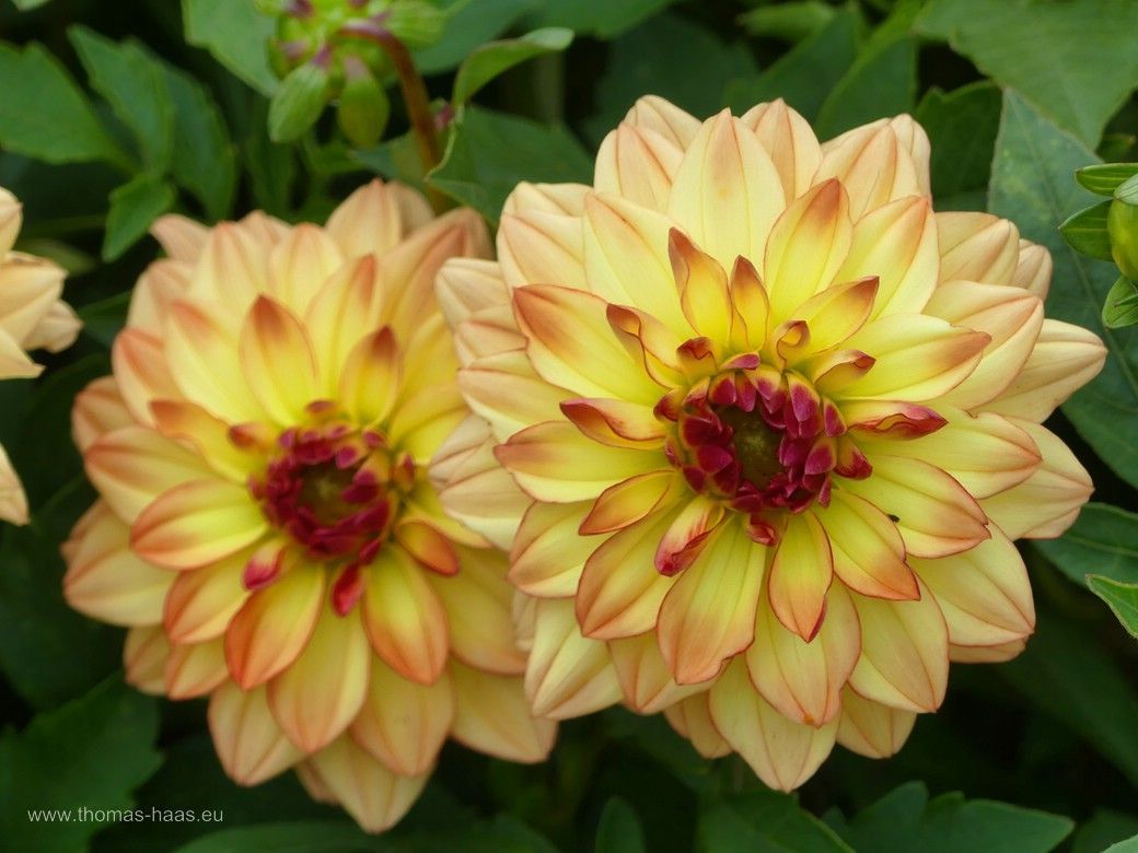 Dahlienparade auf der LGS Wangen, 2024 Dahlienparade auf der LGS Wangen, 2024