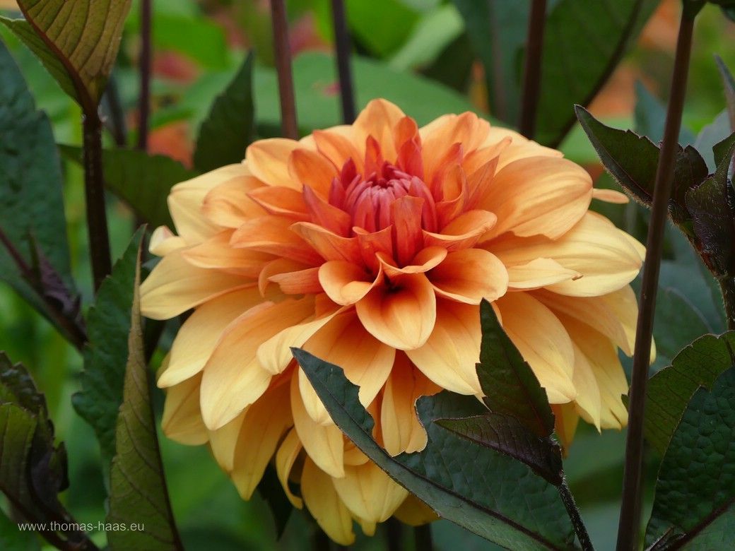 Dahlienparade auf der LGS Wangen, 2024 Dahlienparade auf der LGS Wangen, 2024