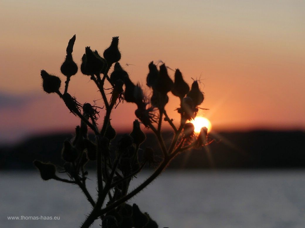 Sonnenuntergang am Ufer der Schlei, durch einen Distelzweig aufgenommen, Juli 2024 Ein Sonnenuntergang am Schleiufer im Juli 2024 - Die Sonne hinter einem Distelzweig!