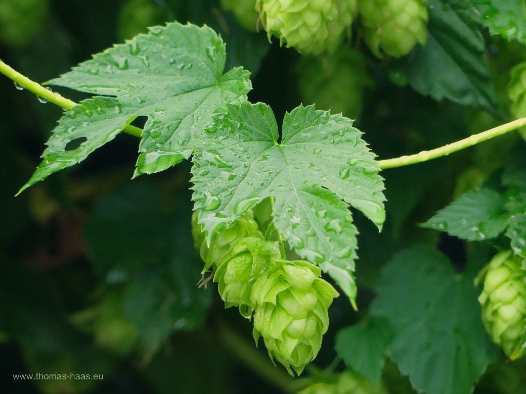 Meine Hopfen-Ernte 2024- Bellenberger Hopfen! Meine Hopfen-Ernte 2024! Bellenberger Hopfen