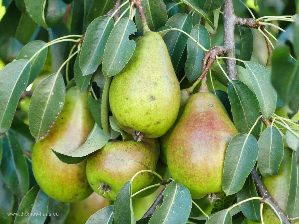 Nachbars Birnen, Bellenberg, August 2024 Nachbars Birnen, Bellenberg, August 2024