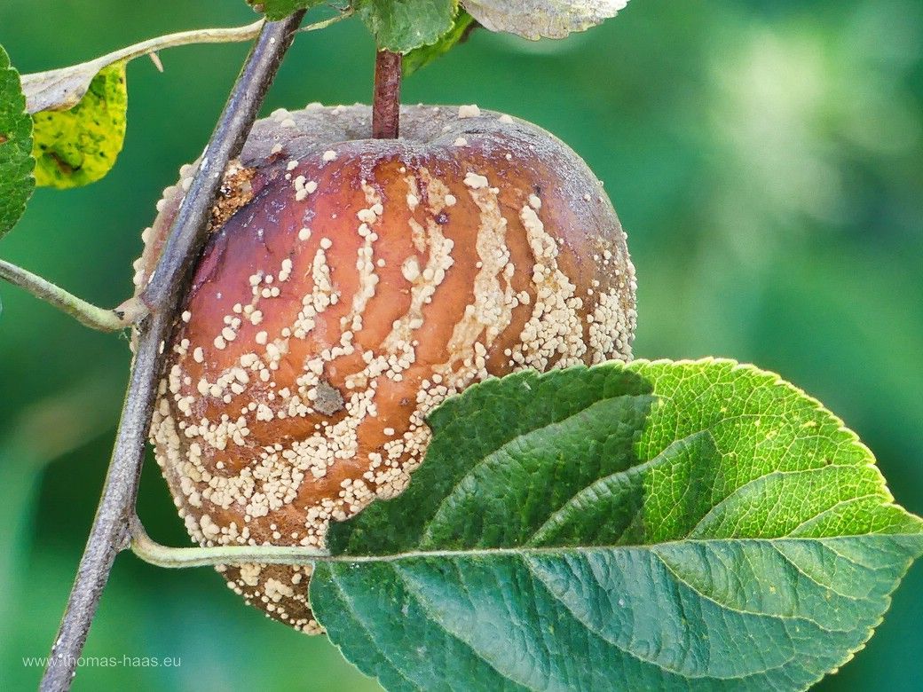 Fauler Apfel am Stamm, August 2024 Fauler Apfel am Stamm, August 2024