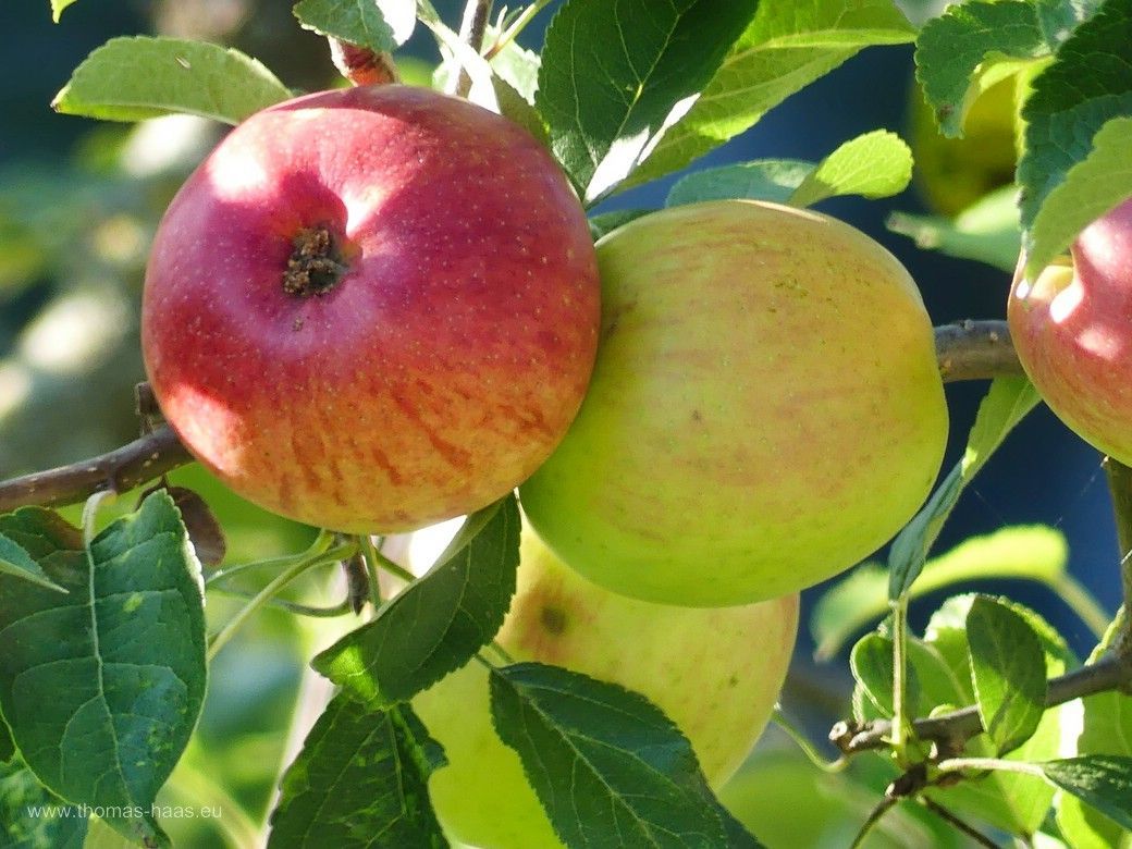 Nachbars Äpfel, Bellenberg, August 2024 Nachbars Äpfel, Bellenberg, August 2024