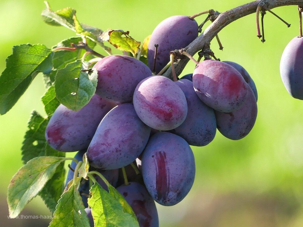 Nachbars Zwetschgen, Bellenberg, August 2024 Nachbars Zwetschgen, Bellenberg, August 2024