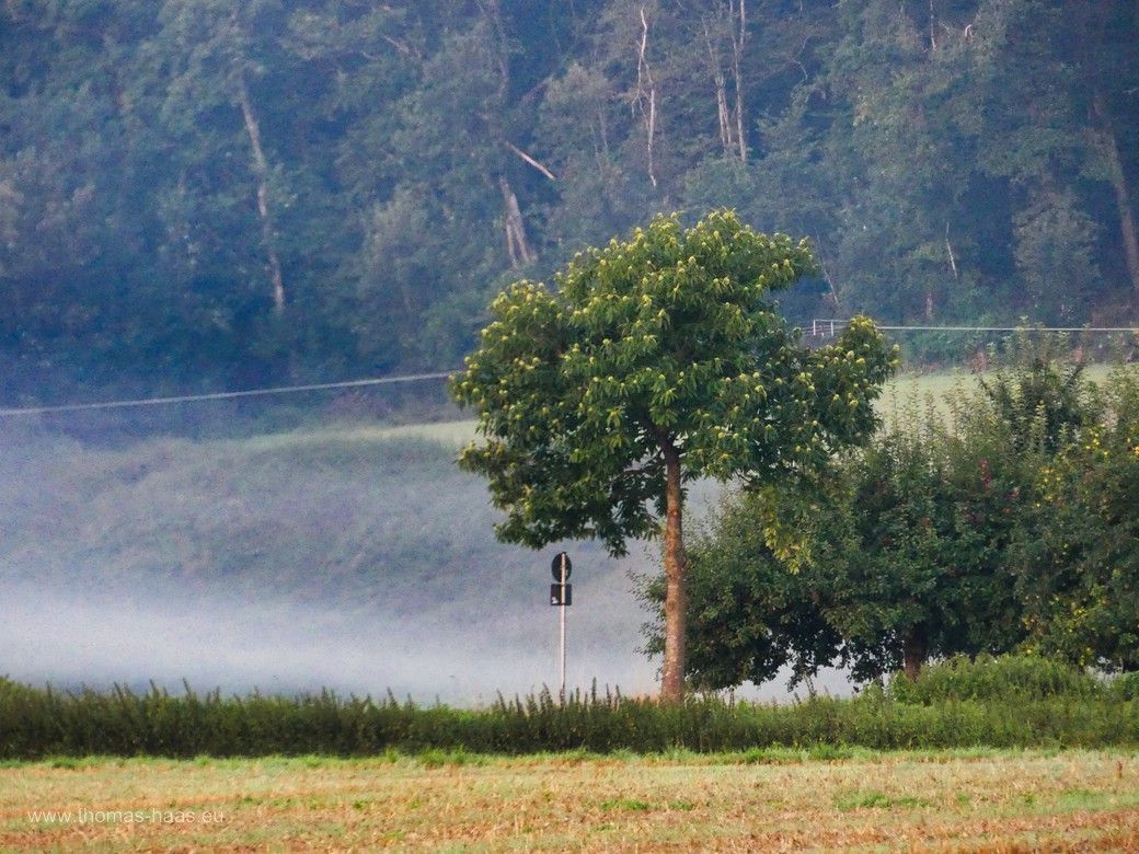 Frühnebel liegt im Tal auf der Strecke nach Ulm.. Frühnebel auf der Strecke nach Ulm...