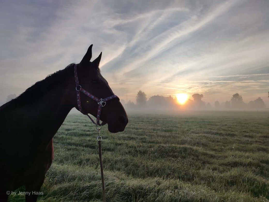 Sonnenaufgang mit Pferd im Frühnebel, 2024, © by Jenny Haas Sonnenaufgang mit Pferd im Frühnebel, 2024, © by Jenny Haas
