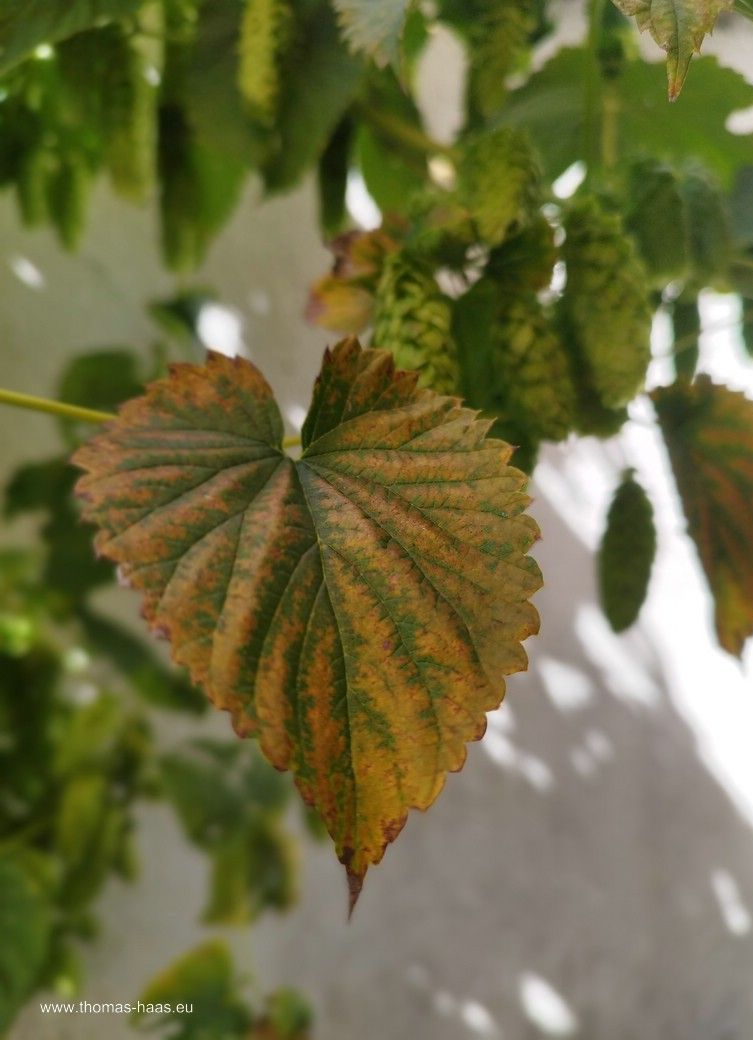 Meine Hopfenpflanze kurz vor der Ernte, August 2025 Meine Hopfenpflanze kurz vor der Ernte, August 2025