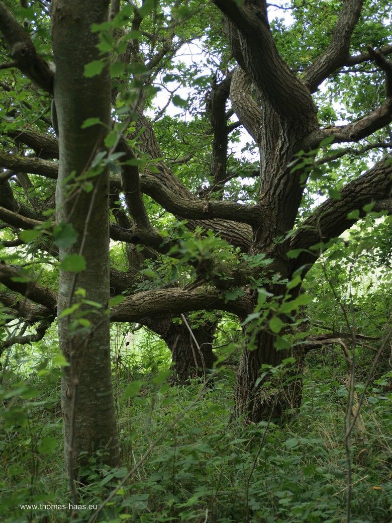 Wildwuchs in der Geltinger Birk... Wildwuchs in der Geltinger Birk...